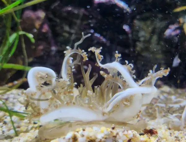 Upside Down Jellyfish