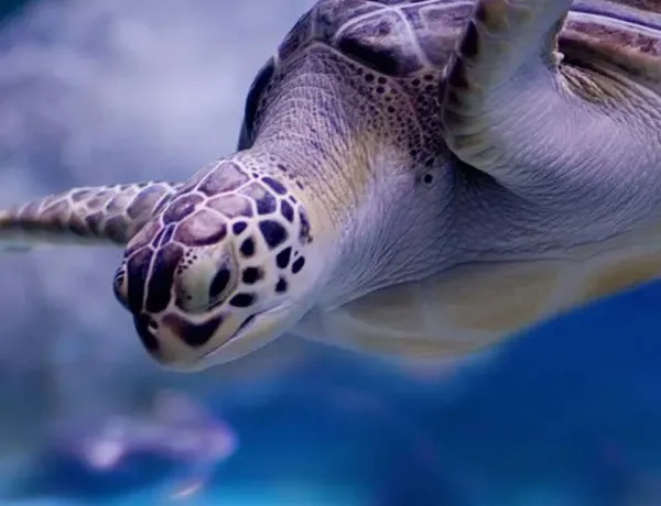Sea Turtle Bangkok
