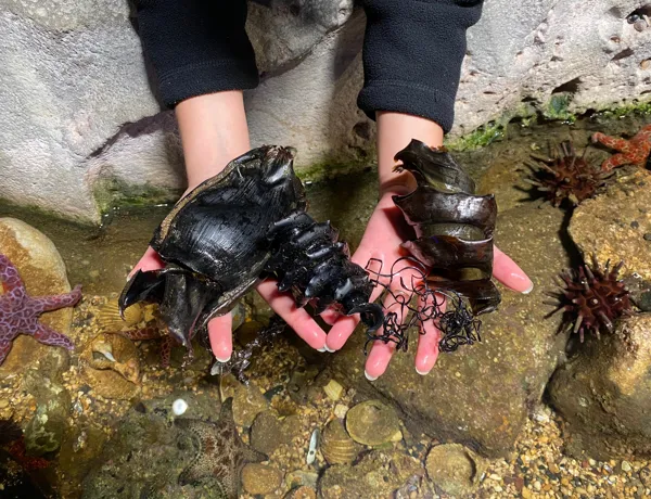 Rockpool Eggs