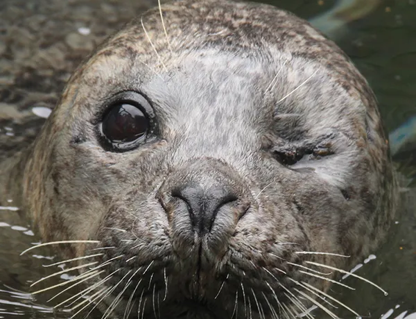 Seal babyface