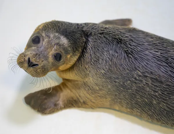 Seal Bruce
