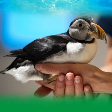 Conservation Seabird
