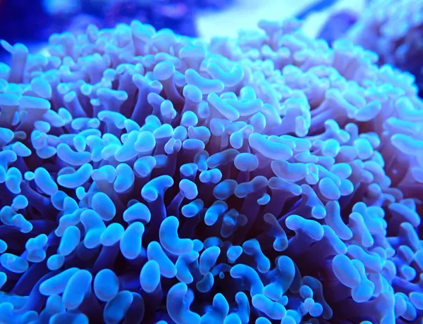Euphyllia