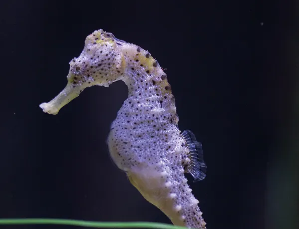 Seahorse