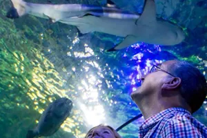 Shark