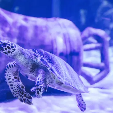 A Juvenile Hawksbill Turtle Swims In Turtle Rescue