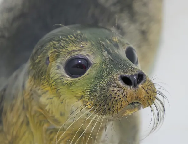 Seal Elvis