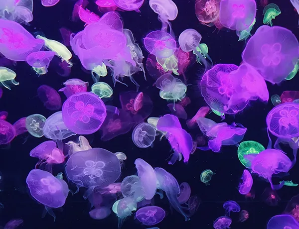 Group of purple jellyfish