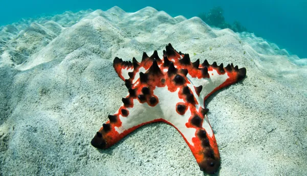 Starfish on the seabed