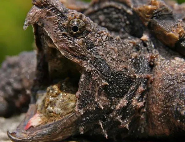Sea Life London Snapping Turtle