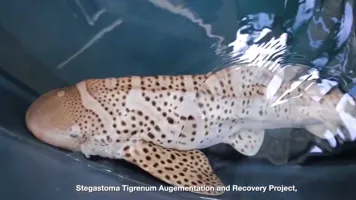 Zebra Shark Video