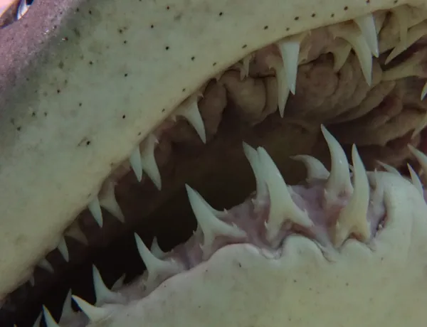Sharkteeth