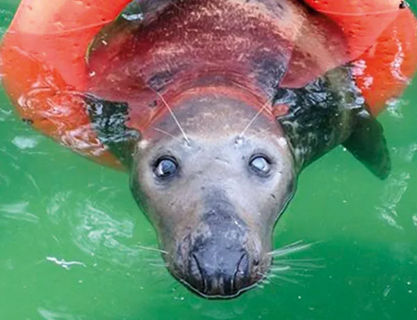 Seal Ray