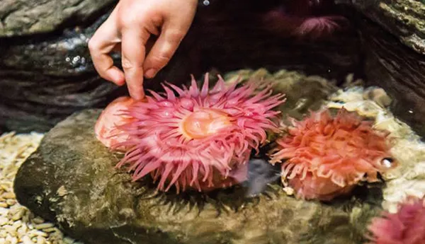 Rockpool