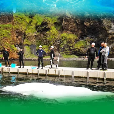 Conservation Whale