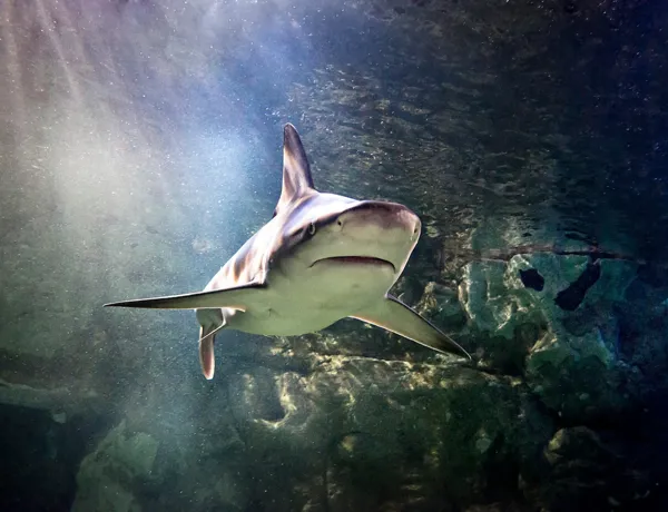 Blacktip Shark